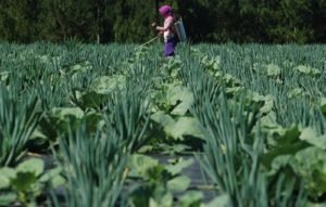 Jenis Peluang Usaha Pertanian yang Menjanjikan 300x191 - Jenis Peluang Usaha Pertanian yang Menjanjikan